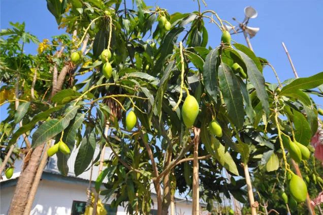 来自缅甸的芒果王,鹰嘴芒!一口爆汁,超甜会上瘾!