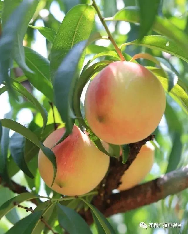 邀请函荔枝大王邀你来果园摘水果啦