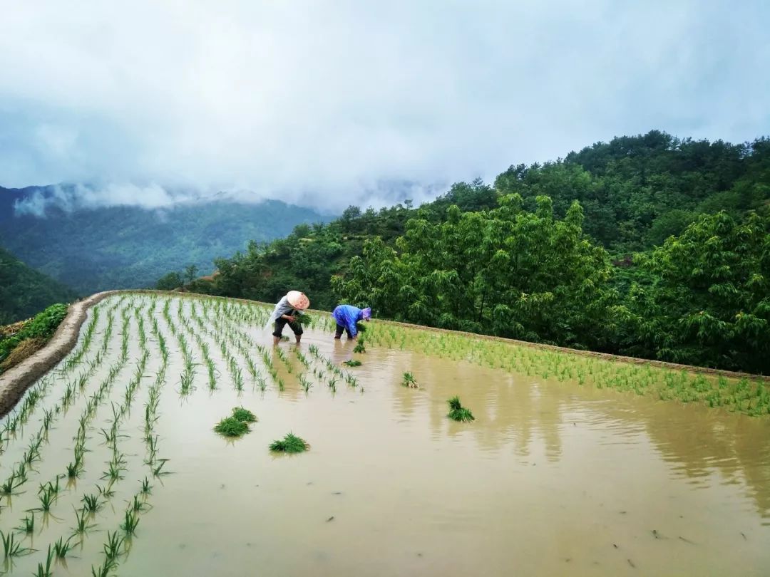 端午节去哪带上孩子来歙县三阳梯田体验农耕插秧之乐
