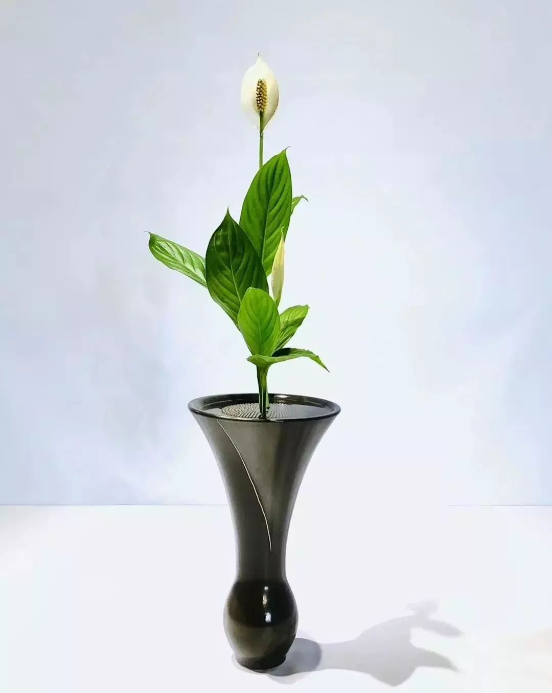 有奖| 日本花道的三大流派插花党看这里