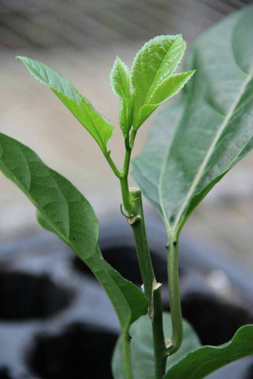 百香果什么时间嫁接这里有时间和方法