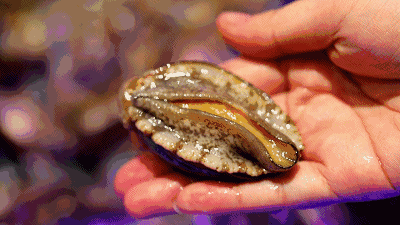 海边轰趴专用别墅￥499双月湾万科·全新两房一厅