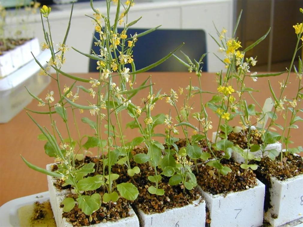 世界上生长最快的10种植物，最后一种在我国南方泛滥成灾_速生