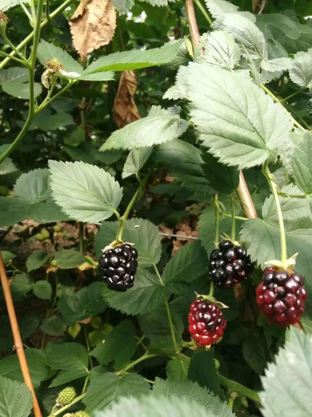 端午哪儿玩楚雄水果采摘地大盘点赶紧约起