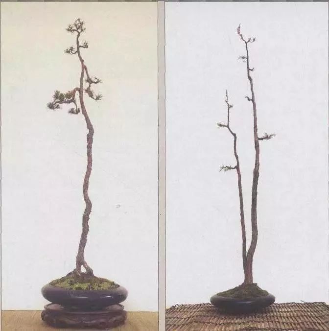 盆景,处处美得高级.