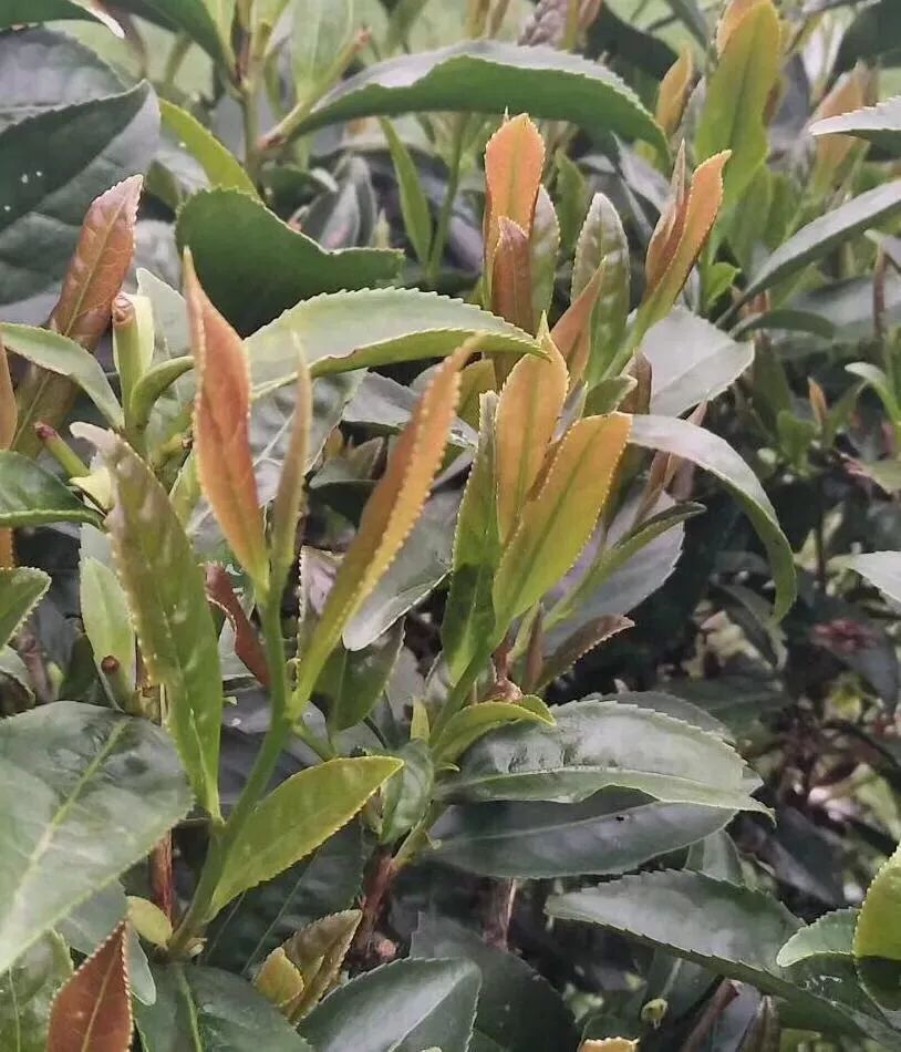 全面认识武夷岩茶国家级非物质文化遗产传承人陈德华