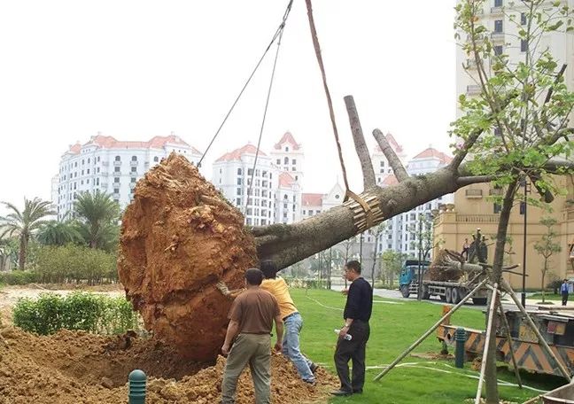 园林植保|如何提高反季节移栽树木成活率之续篇