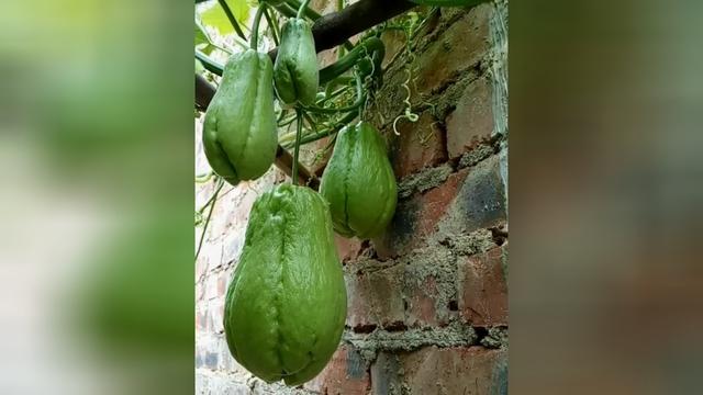 农家小院的天地瓜水烧开了现摘现下锅