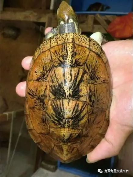 5年饲养眼斑龟经验