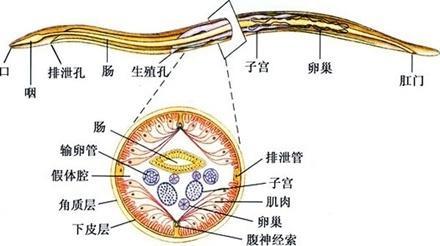 秀丽隐杆线虫发育过程图片