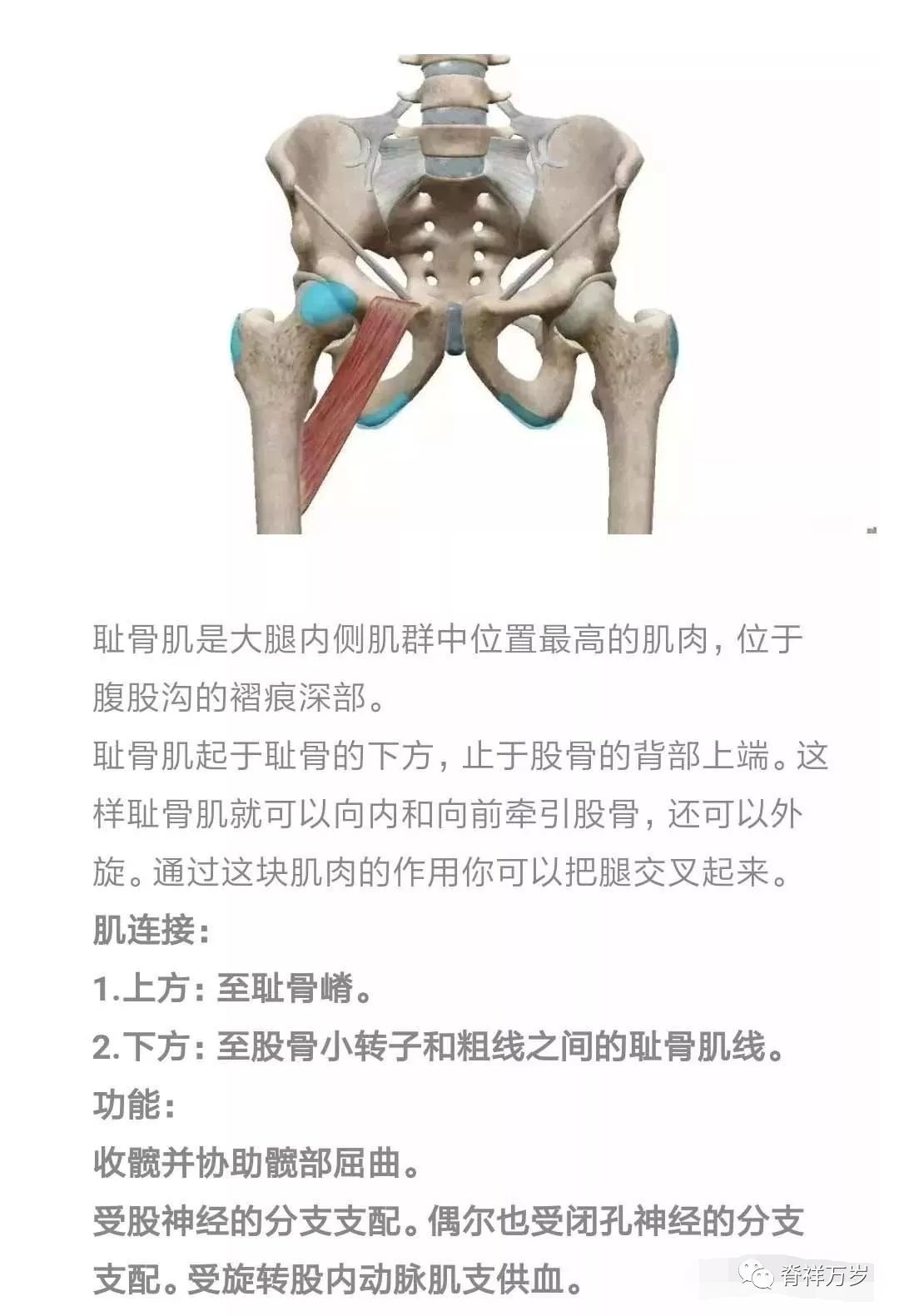 继发性痛经_耻骨