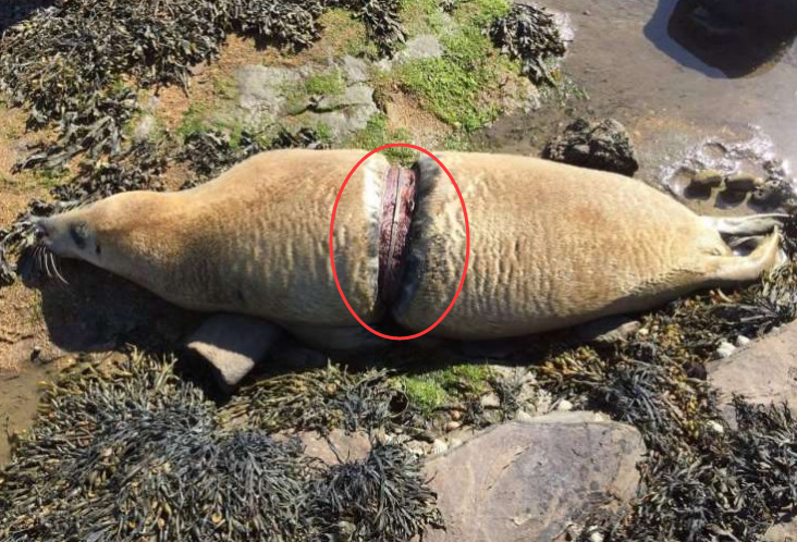 两头海豹,身体被铁圈箍断,画面让人触目惊心!