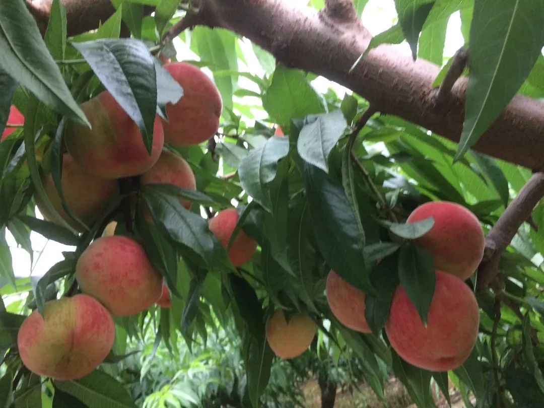阳山水蜜桃情报端午节来阳山吃桃子哈