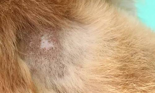 螨虫和真菌傻傻分不清喂药就无效