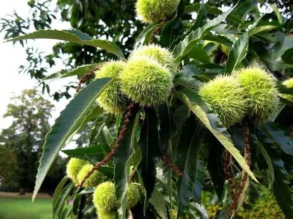 端午最美楚辞最美植物