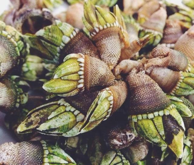 试吃来自地狱的美食狗爪螺