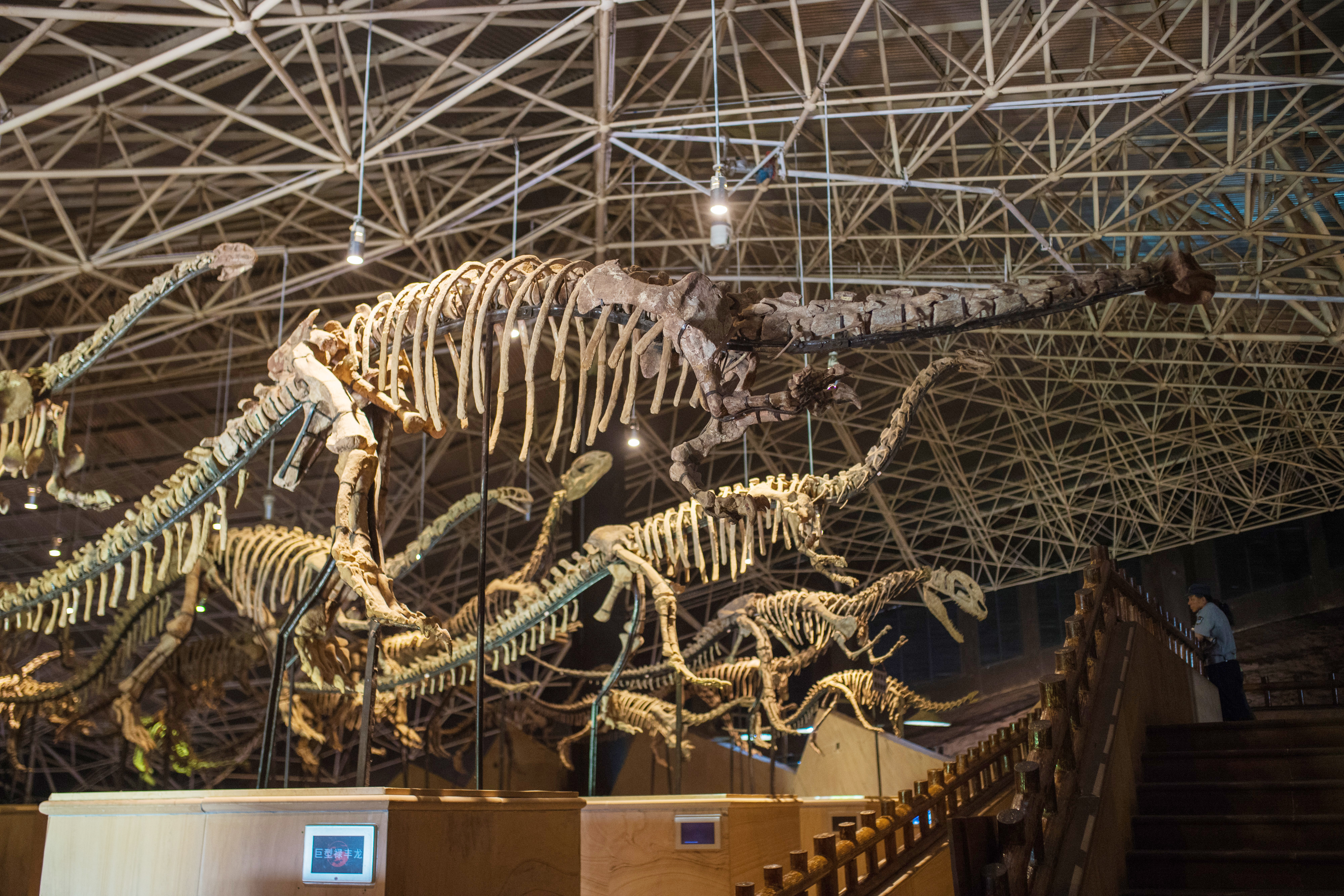 这是云南禄丰县世界恐龙谷展出的阿纳川街龙化石,体长27米,高6