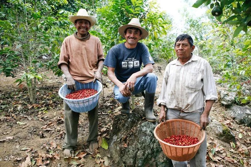 科普危地马拉咖啡发展史