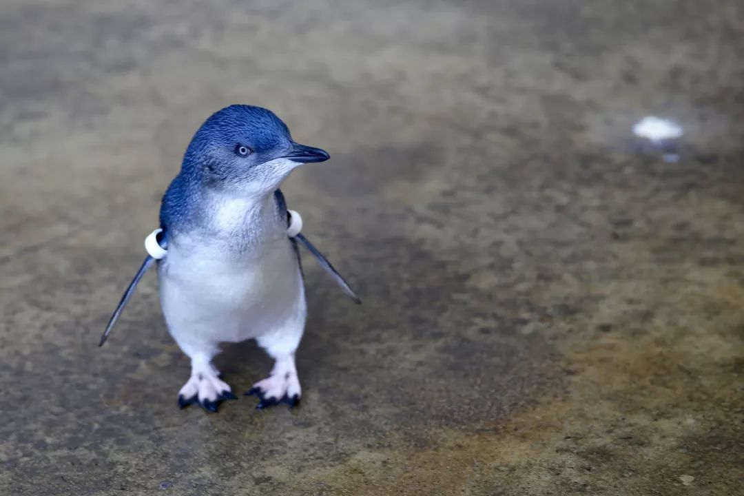 小蓝企鹅真实图片