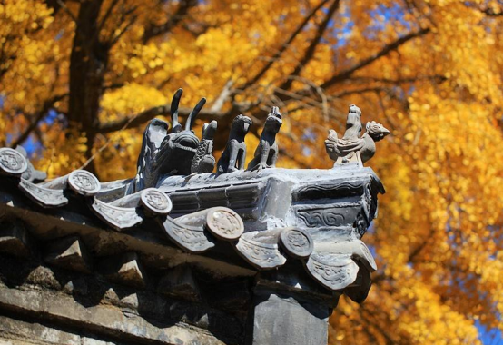 原创山东千年古刹寺庙中藏着一颗4000年古树仙人曾在此隐居