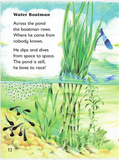 water boatman水虫across the pond the boatman rows.