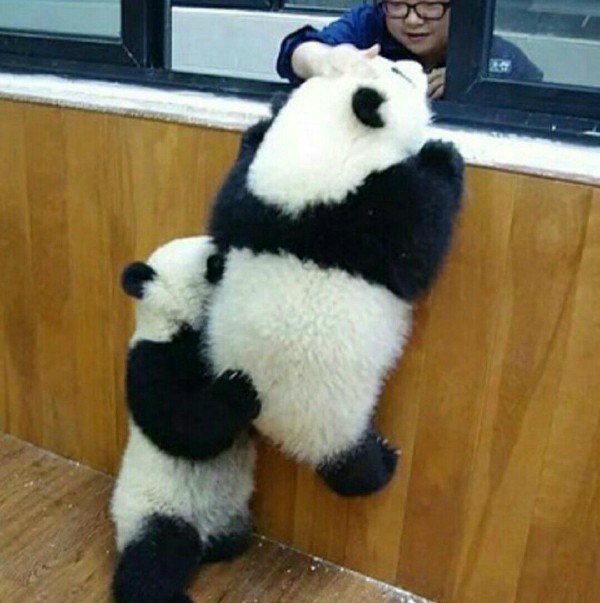 啾鸣山沙雕图文003原来老虎打架是这样的长见识了