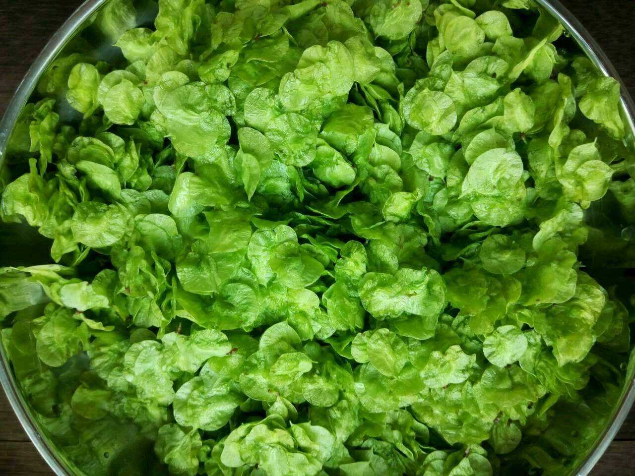 树上绿色营养的榆钱简单美味又好吃