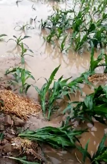 杞县官庄乡冰雹杞县官庄乡冰雹学生沿墙回家杞县杞国新城某小学放学