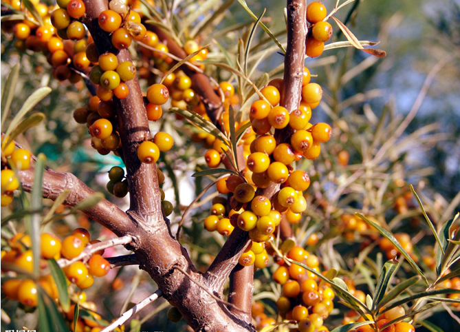 付广芝沙棘苗精美图片2