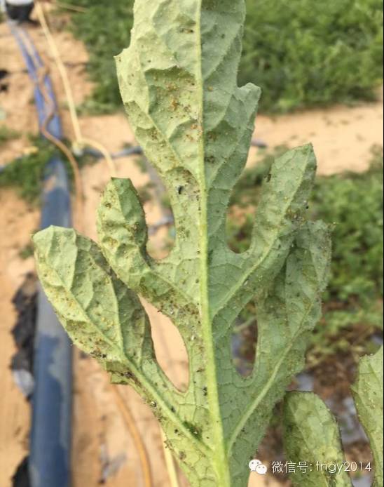 南蔬病害大棚西瓜病虫鉴别与防治