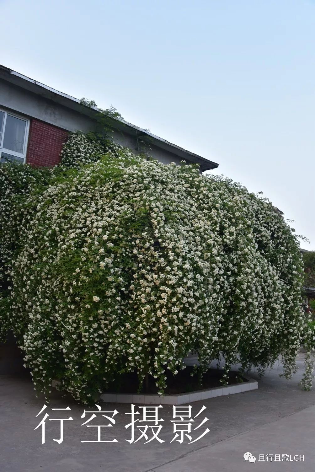 时,望到小院深处露出一角爬到屋顶的白雪般的花团,应该也是一架大木香