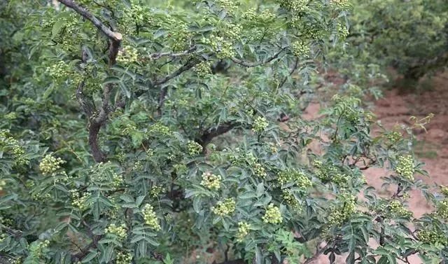 全国每6粒花椒就有一粒来自韩城