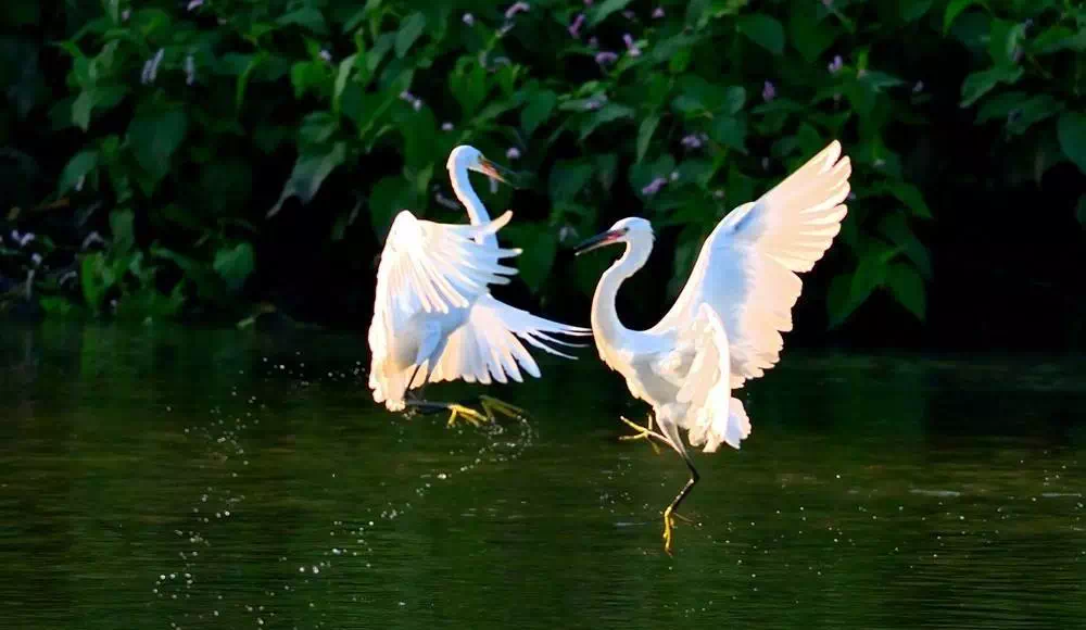 金昌白鷺鳳林鷺隱鳳林與時代和鳴