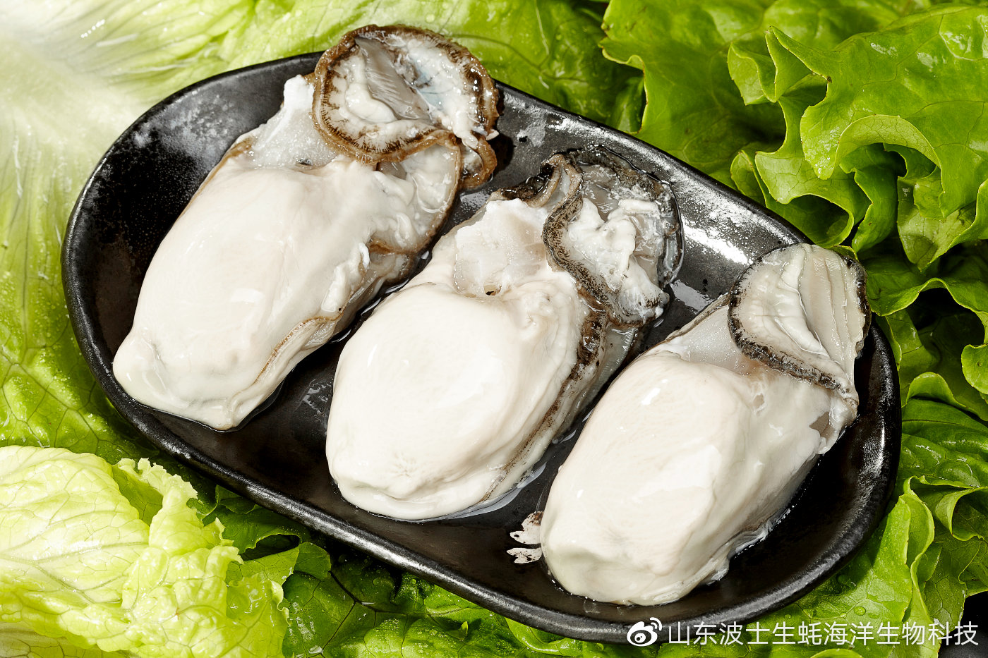 夏天不来一打博士生蚝我就浑身难受乳山牡蛎