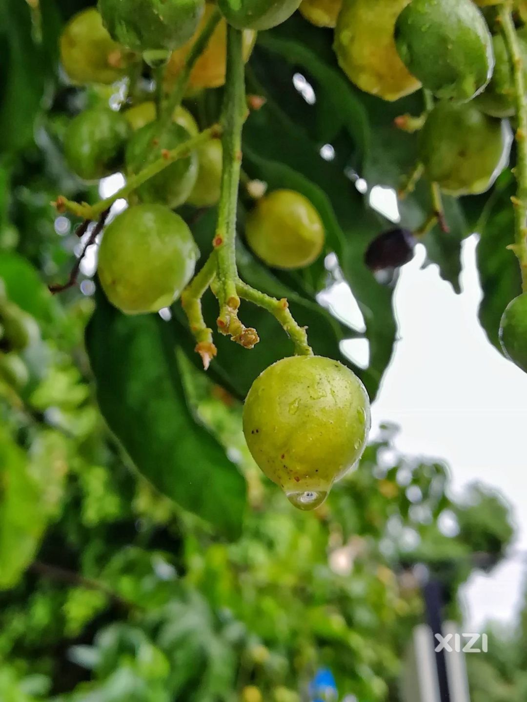 黄皮就要上市啦看得惠东网友牙酸酸今年你吃过了吗