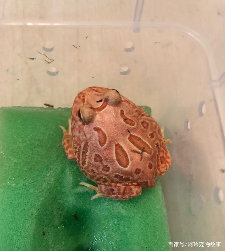 奇奇怪怪的宠物们养萌萌的角蛙也有特别的乐趣