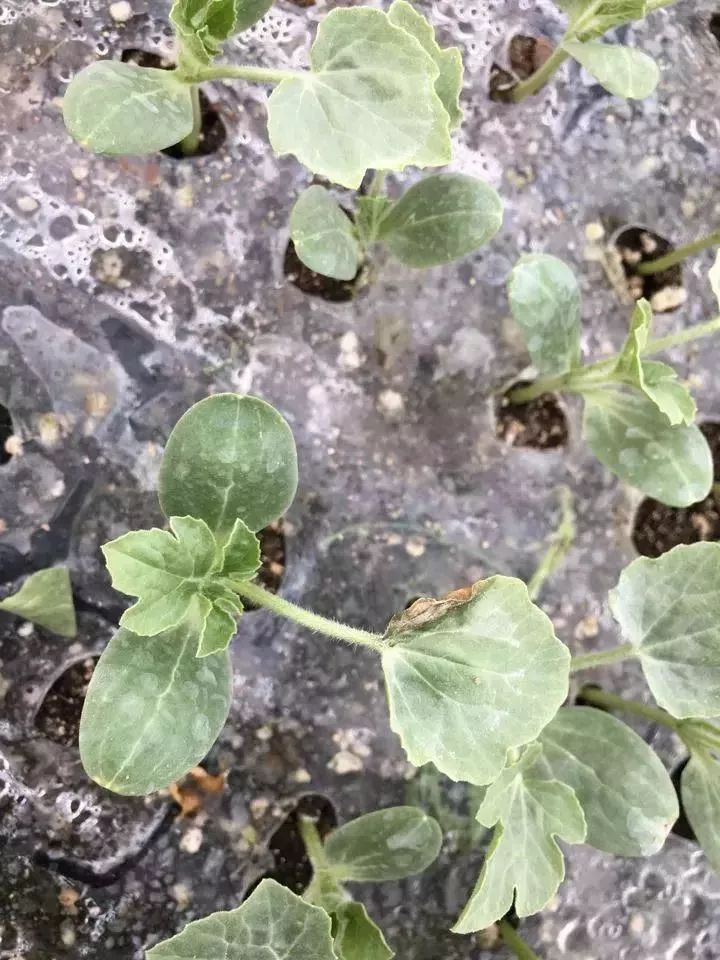 速看!矮化,縮葉,黃葉,西瓜伸蔓期遇到這些大麻煩咋辦-搜狐大視野-搜狐