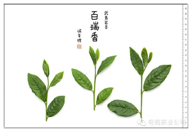 武夷岩茶 · 金柳条(始于宋代,以茶树的叶形命名)武夷岩茶 · 百岁香