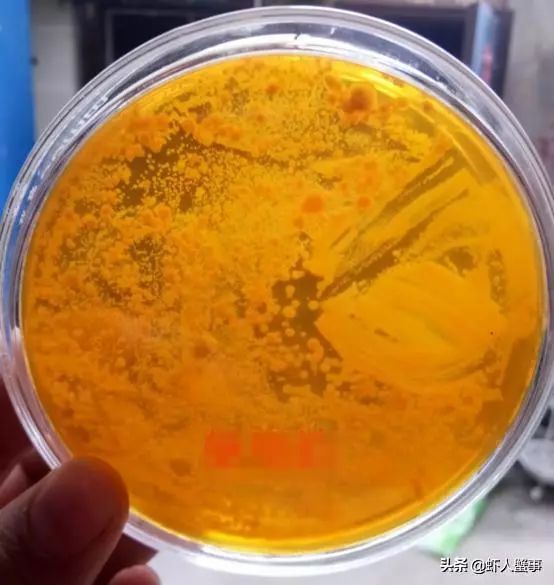 小龙虾养殖务必要小心池塘里的弧菌!否则雨后天晴就死虾!