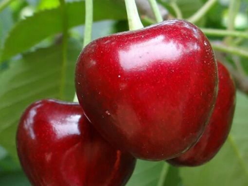 99元4斤在南京轻松实现樱桃自由