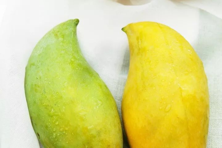 来自缅甸的芒果王鹰嘴芒一口爆汁超甜会上瘾