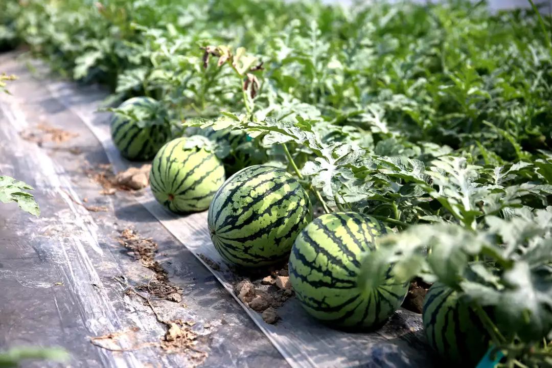 吃瓜群众华亭西甜瓜实力圈粉气死白糖甜过初恋