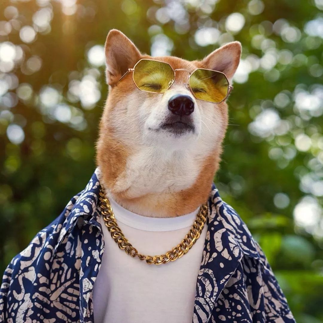 有一说一你穿得还没一条狗潮