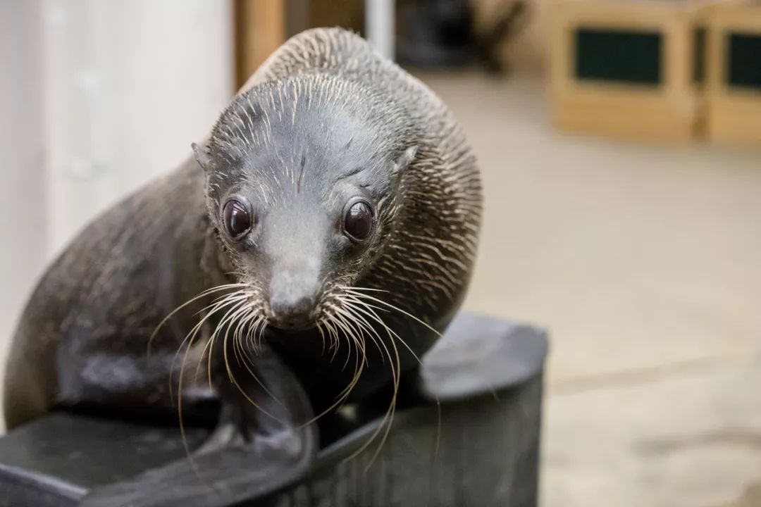 世界海洋日——听大海讲故事_海狗