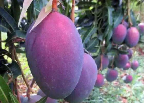 最近紫色火了忍了香蕉忍了芒果看到紫色的草莓坐不住了