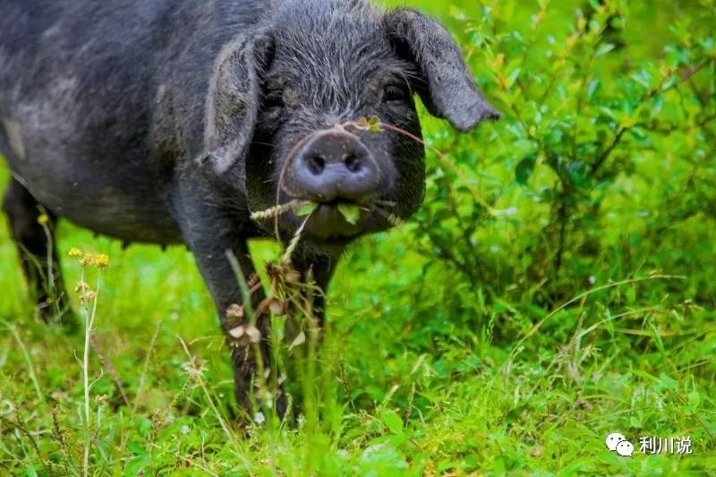 据老板曾总介绍,这群能飞善跳的黑山猪之所以被人称作"飞猪"是有原因