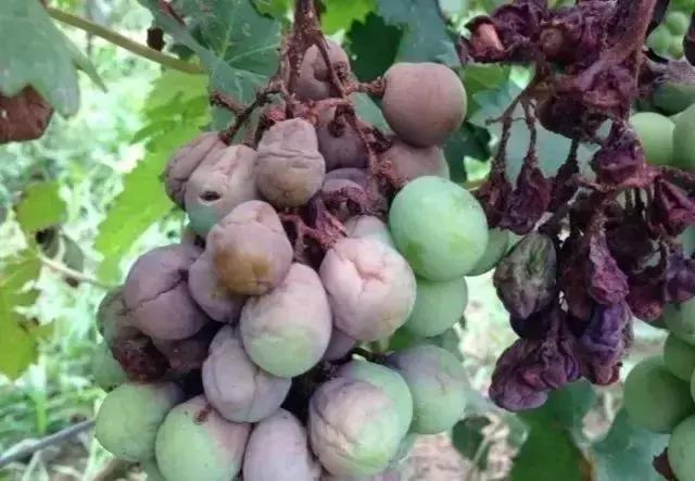 夏天晴雨交替温度不断攀升果农需当心葡萄日灼这样防范有效