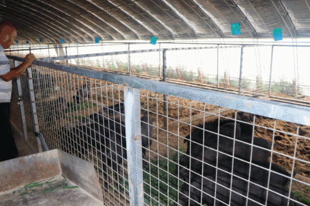 认养一头猪或认领一亩地也可以成为会员农场定期配送……城市中忙碌的