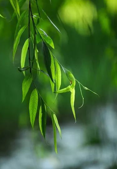 芒種南風起夏日長