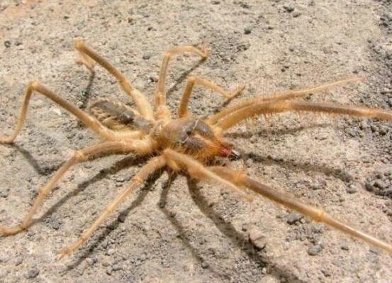 异种巨骆驼蜘蛛恐怖的食人巨蛛